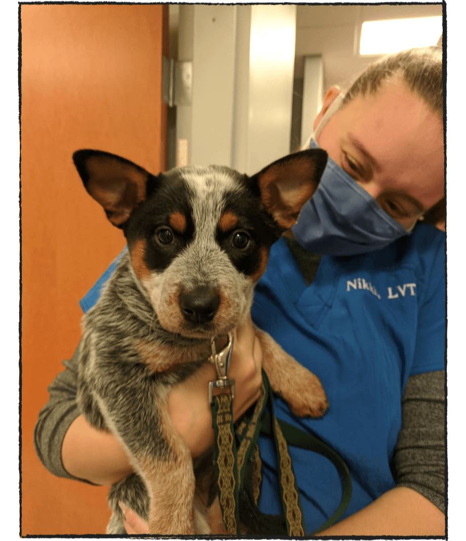 Pet House Call Services Cumberland, ME 04021 Cumberland Animal Clinic