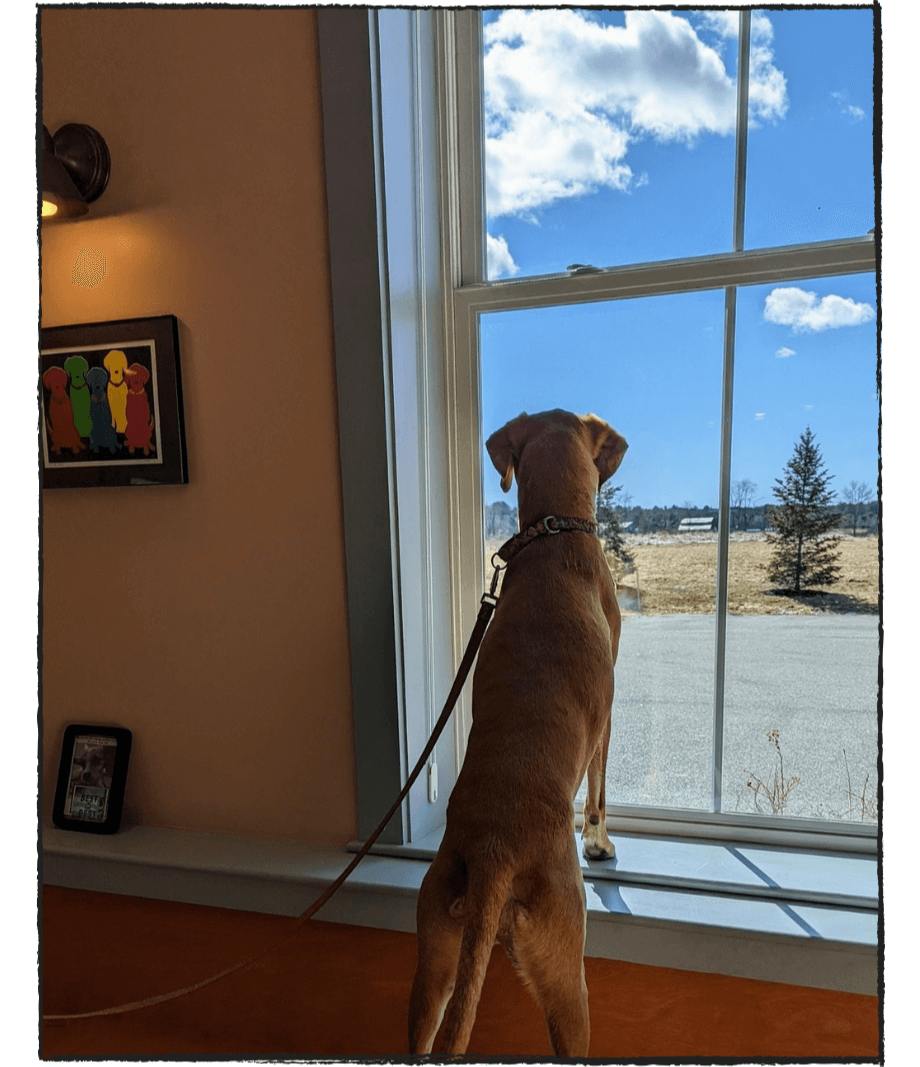 Cumberland, ME 04021 Veterinary Reviews Cumberland Animal Clinic