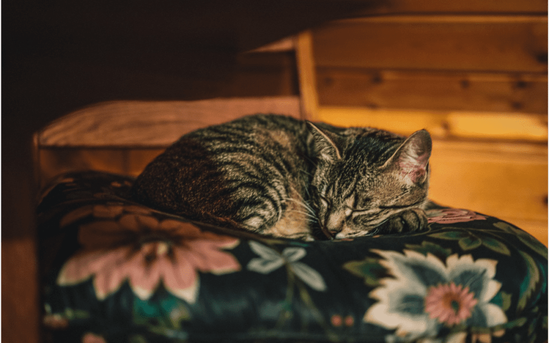 Tabby cat taking a nap on its bed inside.