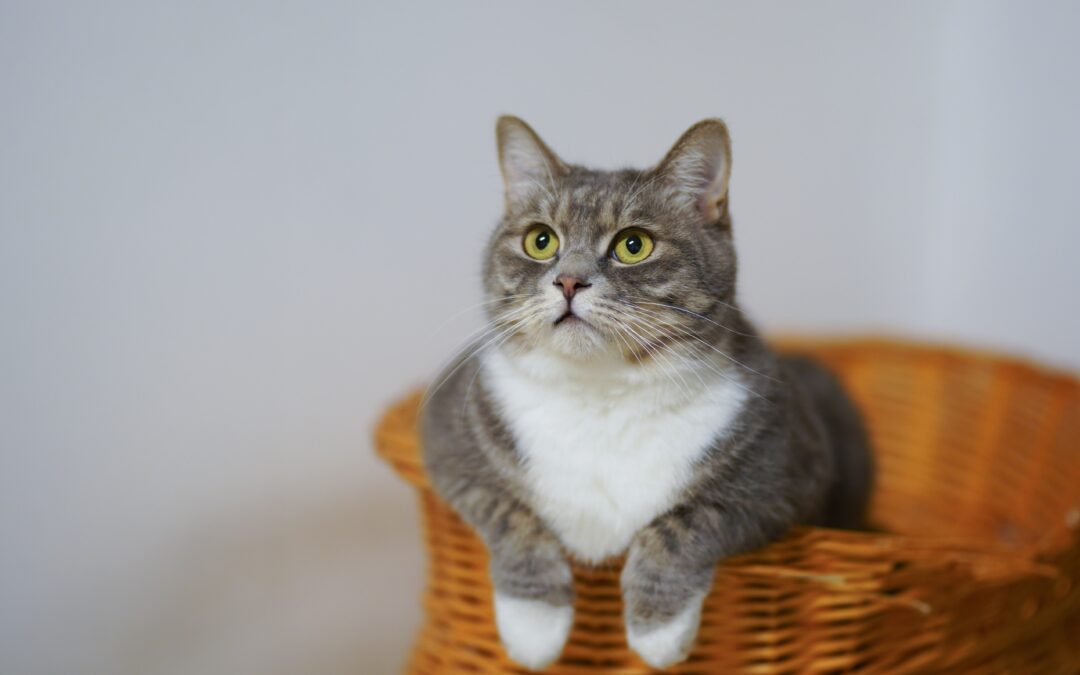 Gray and white cat sitting in a basket