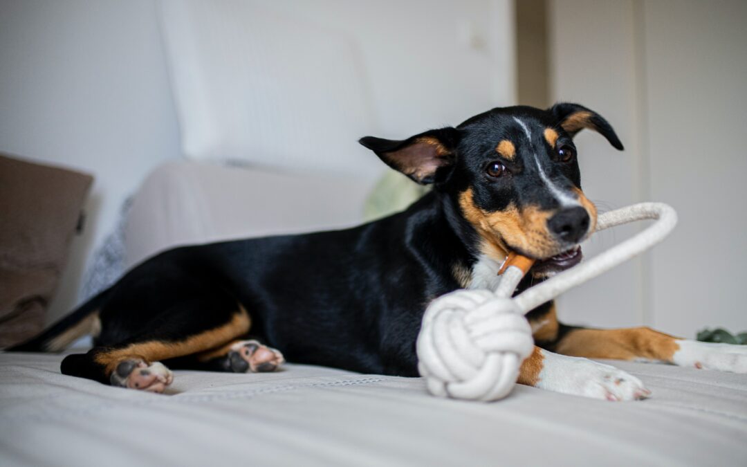 Small black and brown dog chewing on a white dog toy