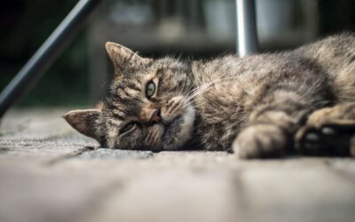 Ways To Deal With Changing Behavior in Your Senior Pet