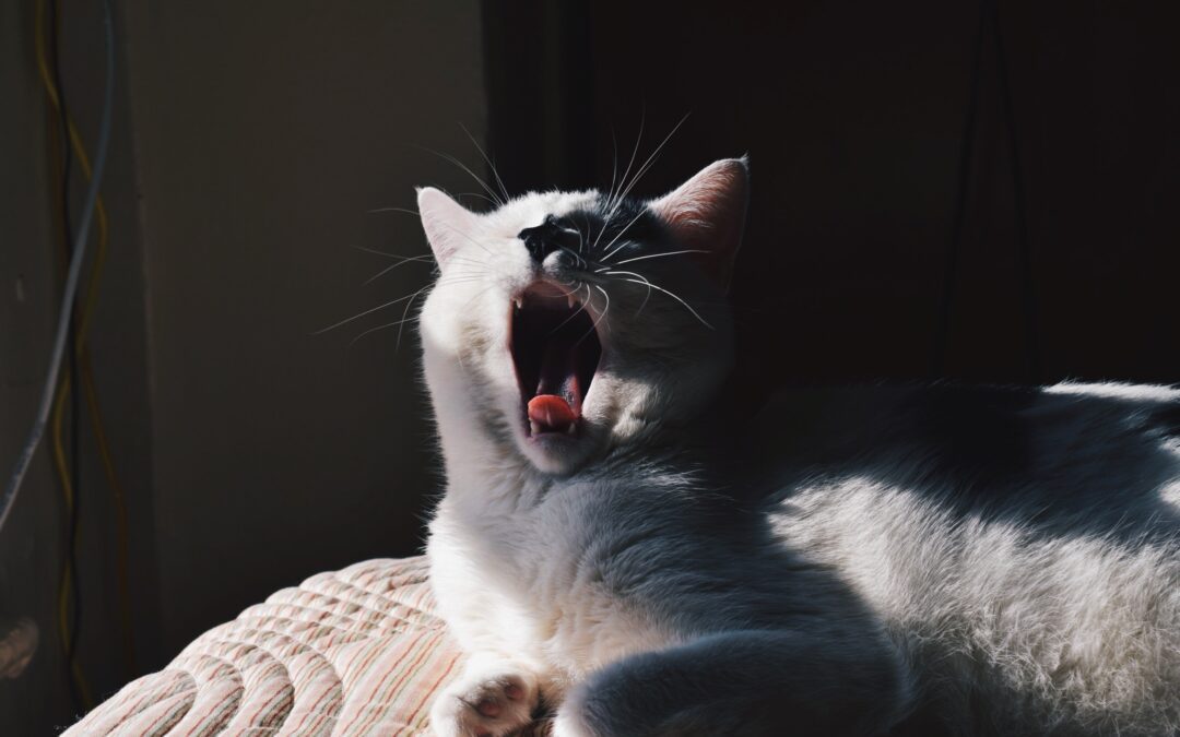 Yawning cat with sun rays shining on it