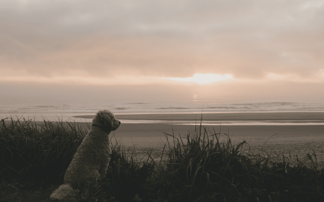 Golden doodle sitting on beach sand dunes