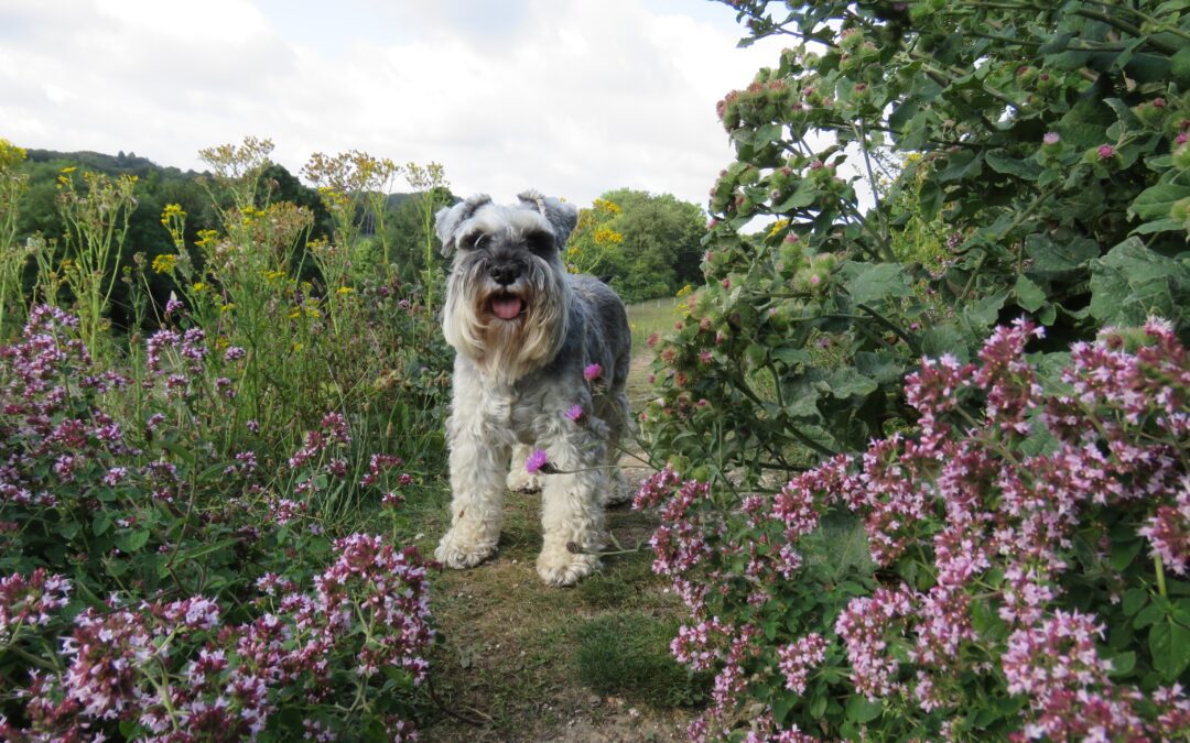 Grey schnauzer dog walking between flowers in garden