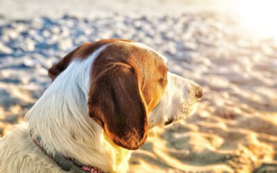 Discover 5 Strategies to Shield Your Pet from Heatstroke