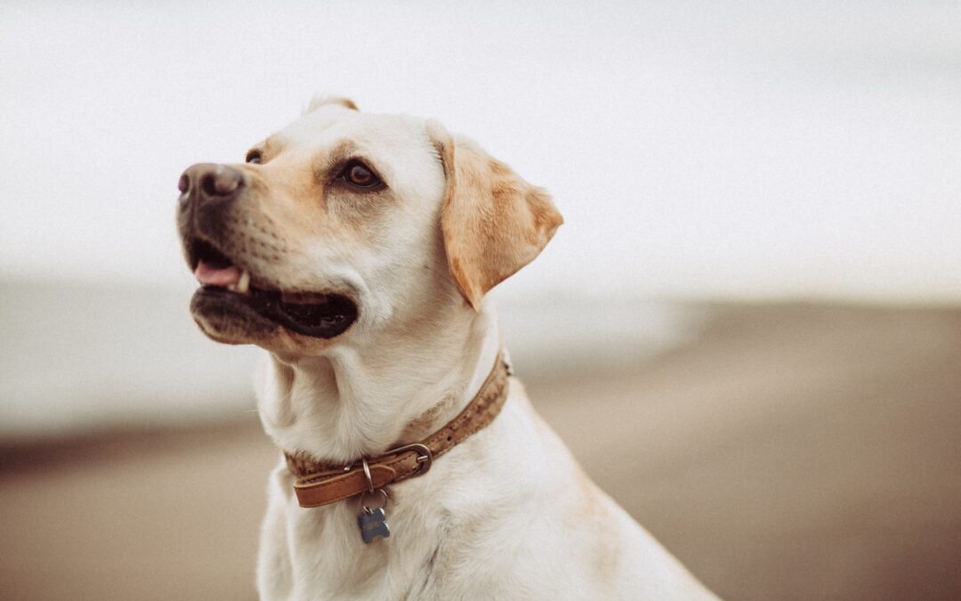 Yellow lab with brown collar looking in the distance