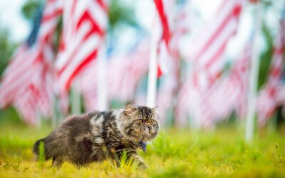 Protect Your Furry Friends: Crucial 4th of July Pet Safety Tips