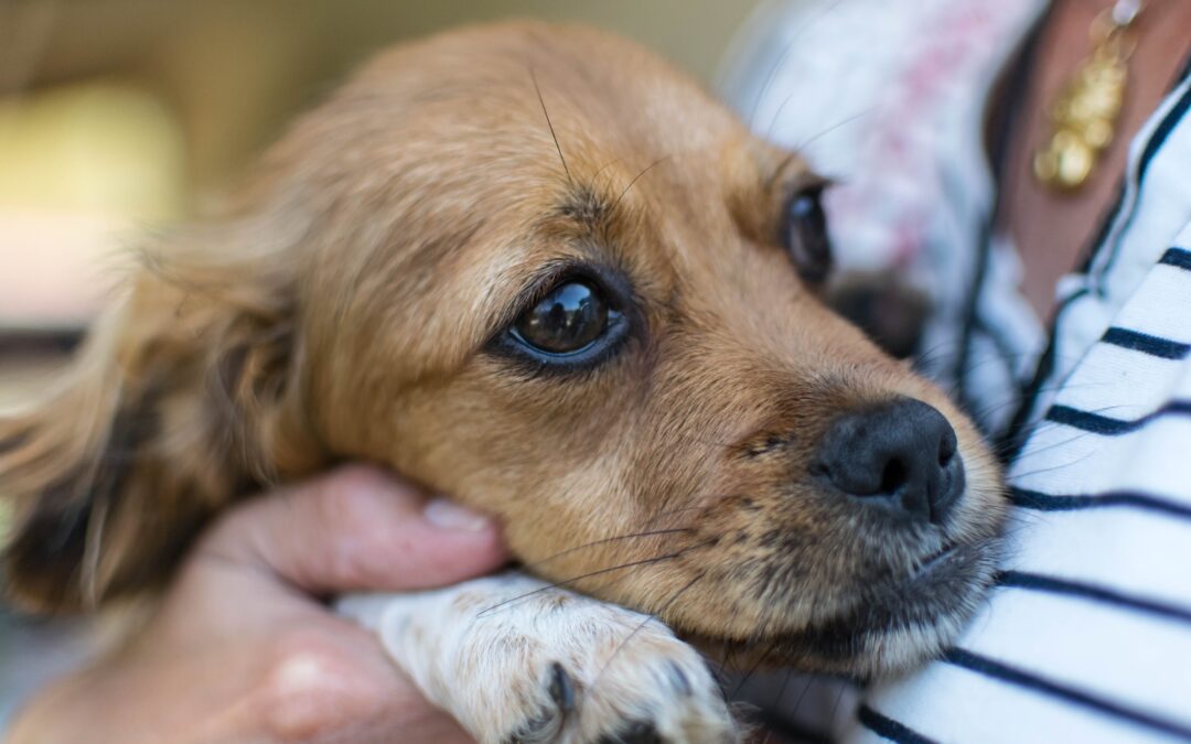 Puppy being held in their owners arms looking scared