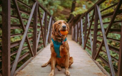 Fall’s Pumpkin Delight: Perks of Pumpkin in Pet Nutrition