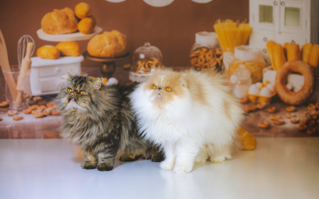 Two long-haired cats standing on a table with Thanksgiving decorations