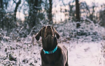 January Pet Wellness: A Guide to Seasonal Hazards