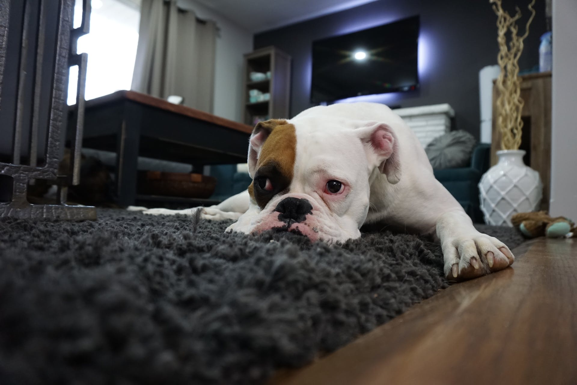 Image showcasing Chocolate Toxicity: Understanding The Risks To Your Dog's Health ...