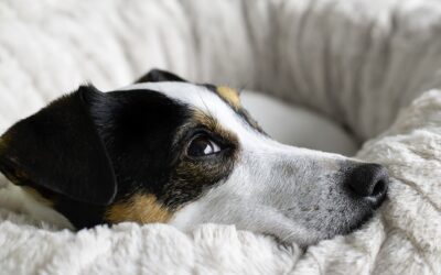 The Importance of Adult Dog & Cat Wellness Visits