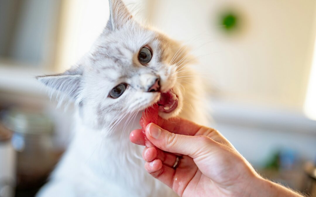 White cat chewing on a piece of salmon