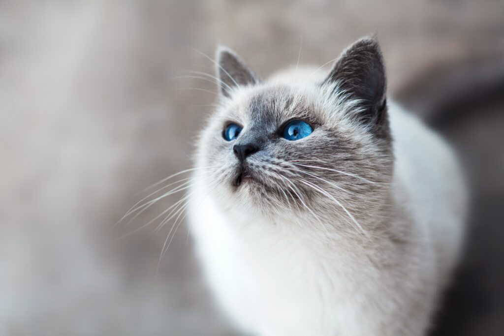 Essential Cat Care Tips Every Pet Parent Should Know | Cumberland ... - Cat Care And Assurance