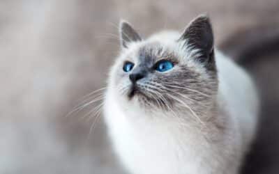 Essential Cat Care Tips Every Pet Parent Should Know